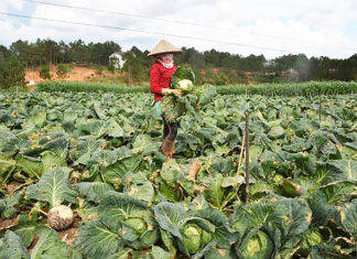 Nông dân Đà Lạt “chết đứng” vì rau bán không ai mua
