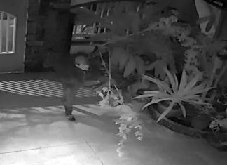 Nạn trộm cây hoa hồng “cổ” ở Ðà Lạt