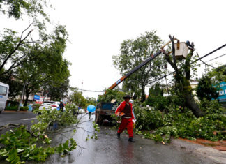 Đà Lạt: Nhiều cây xanh ngã đổ ngay khu vực trung tâm