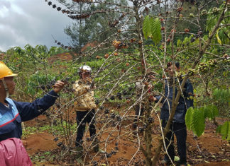 Bảo Lộc: Đặt cống tạm chặn suối, gây chết hàng loạt cây trồng