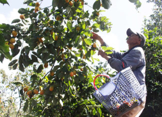 Đặc sản hồng giòn Đà Lạt vào vụ thu hoạch
