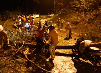 Đà Lạt: Thông đổ trên đèo Prenn, giao thông tắc nghẽn cục bộ