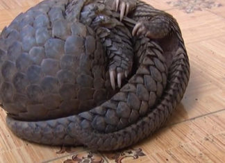 Đức Trọng: Thả 2 cá thể tê tê Java quý hiếm về rừng