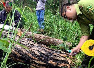 Chặt hạ rừng thông trái phép ở Lâm Đồng là một nhóm xã hội đen