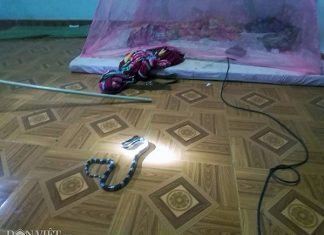 Bảo Lâm: Hoảng hồn rắn cực độc bò vào giường ngủ nhà dân giữa đêm