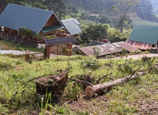 Đức Trọng: Lại xảy ra cưa trộm thông cổ thụ ở Định An