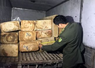 Lâm Đồng: Mật phục suốt đêm bắt ô tô chở gỗ Pơ mu lậu