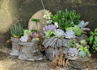 Trồng gần 400 cây sen đá trên phế liệu, sau 2 năm mẹ Lâm Đồng khiến ai cũng bất ngờ