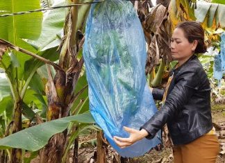 Trồng chuối Laba, nông dân Lâm Đồng thu lãi sòn sòn nửa tỷ/ha