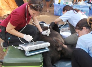 Giải cứu gấu chó bị “giam cầm” 16 năm tại thác Prenn Đà Lạt