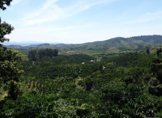 Bảo Lâm: Cần bán 10 hecta vườn cà phê năng suất tốt