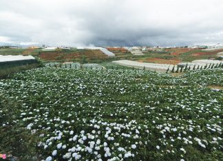 Gần 1.000 tỷ đồng xây dựng làng đô thị xanh ở thành phố Đà Lạt