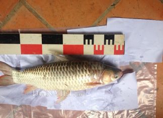Lâm Đồng: Vén màn bí ẩn về loài cá lạ – Hễ cứ ăn vào là say như uống rượu