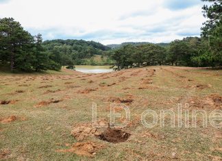 Lâm Đồng: Truy tìm thủ phạm phá hoại đồi cỏ hồng