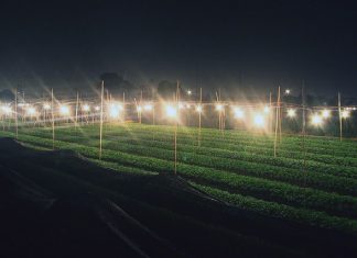 Lâm Đồng: Người trồng hoa lãng phí hàng chục tỷ đồng tiền điện