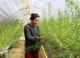 Cô gái Đà Lạt trồng cây lạ có bao nhiêu lái “khuân” sạch bấy nhiêu