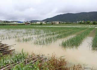 Lâm Đồng: Xả đập thủy điện bất ngờ, hàng trăm hecta hoa màu bị nhấn chìm