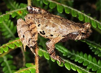 Phát hiện loài ‘cóc núi tiểu yêu tinh’ tại Lâm Đồng