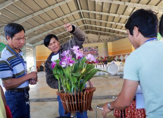 Bảo Lộc thu hút người yêu hoa lan của hơn 50 tỉnh, TP về tham gia tranh tài