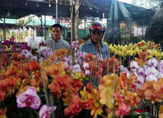 Chợ hoa Xuân Bảo Lộc, lan Hồ điệp hút khách