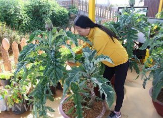 Đà Lạt: Đưa atiso lên chậu thành bonsai tiền triệu chưng Tết