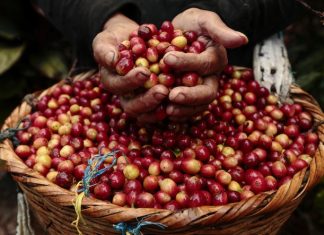 Lâm Đồng: Giá cà phê tiếp tục lao dốc