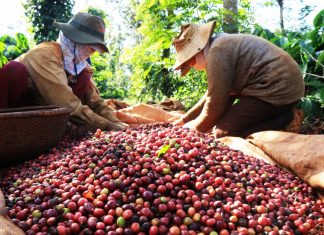 Lâm Đồng hiện là nơi có giá cà phê thấp nhất cả nước