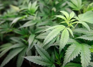 Bảo Lộc: Thu giữ 7 cây cần sa trong nhà một hộ dân