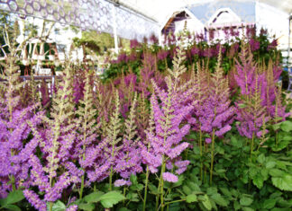 Đà Lạt: Người dân đổ xô đặt mua hoa, quả độc lạ chơi Tết