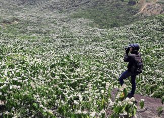 Tây Nguyên mùa xuân trắng