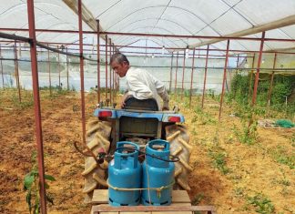 Đà Lạt: Xử lý cỏ bằng… gas