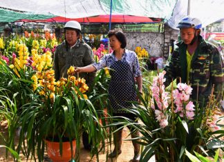 Tất bật thị trường địa lan Đà Lạt