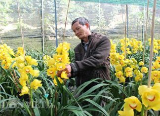 Địa lan Đà Lạt nở sớm vàng rực, nhà vườn “ngậm đắng nuốt cay”