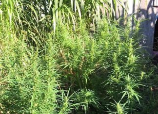 Lâm Đồng: Truy tìm đối tượng trồng cần sa trong rẫy cà phê