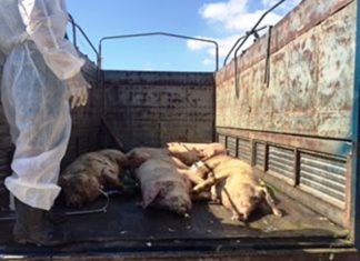 Lâm Đồng: Truy tìm tài xế điều khiển xe tải chở heo mắc bệnh lở mồm long móng vào lò mổ