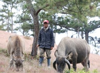 Lâm Đồng: Ly kỳ thả trâu trong rừng, muốn bắt phải gọi tên, nhử muối
