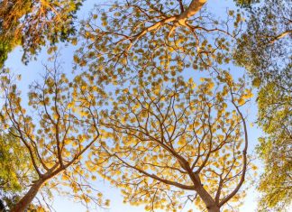 Bảo Lộc mùa Phượng Vàng nở rộ