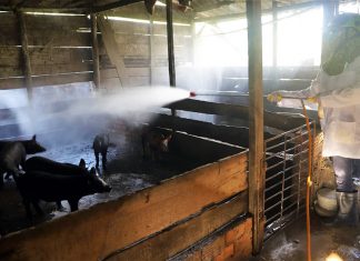 Lâm Đồng: Dịch bệnh đang diễn biến phức tạp trên đàn heo