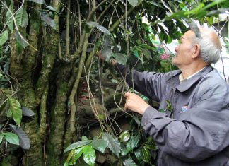 Đà Lạt: Cà phê gần trăm năm tuổi