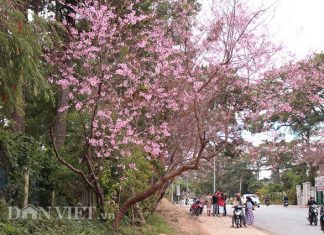Xuân sang lên Đà Lạt ngắm hoa Mai Anh Đào nở rực nở