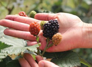 Lâm Đồng: Nông trại trồng loại quả “thần kỳ”, ăn 1 vài trái là tỉnh cả người