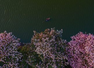 Hàng cây hoa hồng phấn khoe sắc bên hồ ở Bảo Lộc