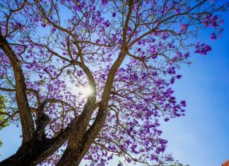 Phượng tím nở rộ trên đường phố Đà Lạt