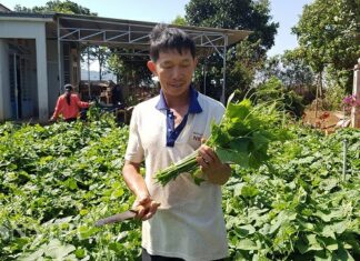 Lâm Đồng: Bí kíp trồng su su “đẻ” ngọn tươi non, to mập của nông dân ưu tú