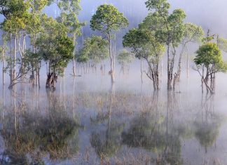 Đà Lạt: Rừng ngập nước đẹp như tranh thủy mặc