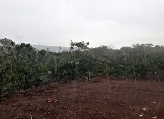 Mưa “vàng” tại Bảo Lộc và các vùng phụ cận