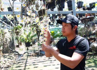 Lâm Đồng: Kinh doanh lan rừng online thu về hàng tỉ đồng