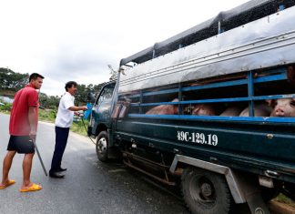 Lâm Đồng: Đề xuất mở thêm hai chốt kiểm dịch tạm thời chống dịch tả heo