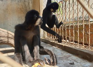 Bảo Lộc: Bàn giao 2 cá thể Vượn má hung cho VQG Cát Tiên