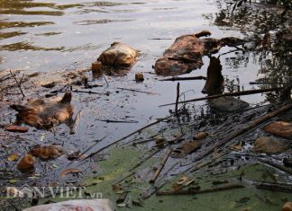 Lâm Đồng: Bùng phát dịch lở mồm long móng, lợn chết vứt đầy suối